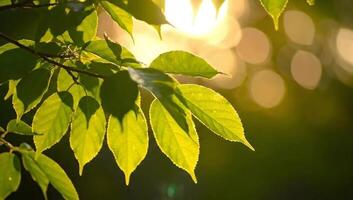 le foglie ondeggiante nel morbido vento contro morbido controluce bokeh nel sfondo video