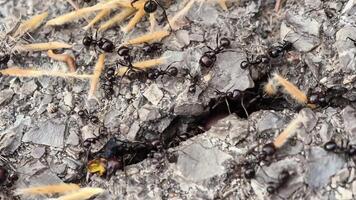detta natur ställer ut en koloni av myror i en matning frenesi, med närbilder av dem slukar en larv och visning lagarbete video