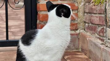 A charming black and white cat sits in front of a textured brick wall, creating a striking contrast with its fur and adding serenity to the scene video