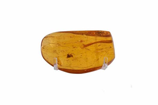 único ámbar fósil con Preservado insecto desde antiguo veces desplegado en un claro estar foto