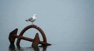 Seagull resting on rusted anchor in the water photo