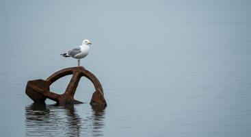 Seagull perched on a rusty anchor in water scenery photo