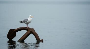 Seagull perched on an old anchor in water photo