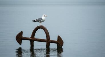 Seagull perched on rusty anchor in water still life photo