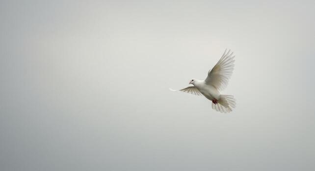Dove in flight with open wings against soft background photo