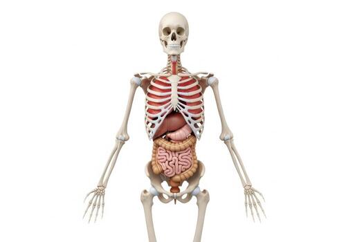 A skeletal system with internal organs displayed against a plain white studio background view anatomy photo