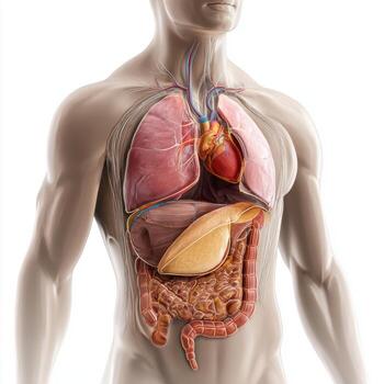 Anatomical illustration showing human internal organs within the torso of a body model photo