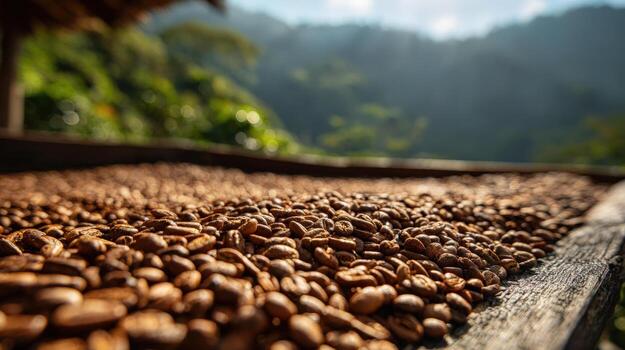Coffee beans drying in the sun on a wooden surface, with blurred green hills in the background. photo