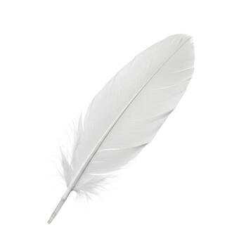 A solitary white avian plumage resting on a plain backdrop, showcasing its delicate structure and texture photo