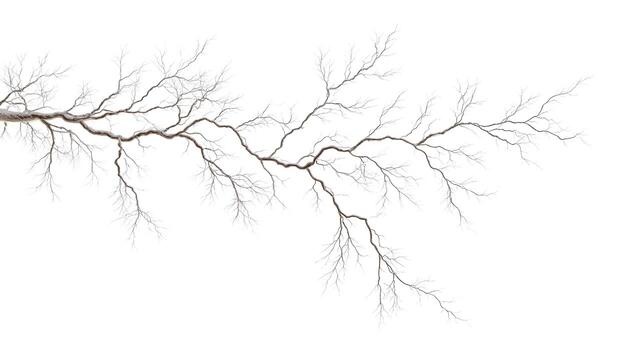 A barren tree branch with intricate patterns against a stark white background in a minimalist style photo