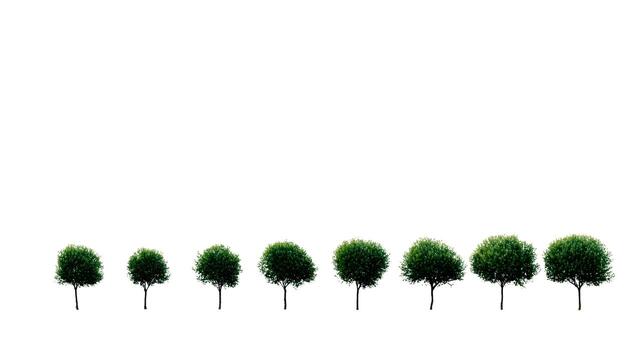 A sequence of small round trees growing in size against a stark white background in a horizontal line photo