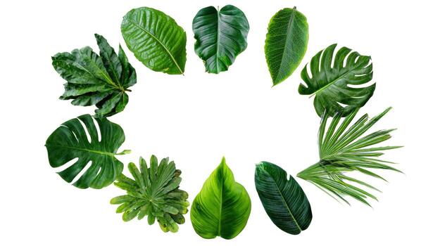 Assorted green leaves arranged in a circle on a white background creating a natural frame design photo