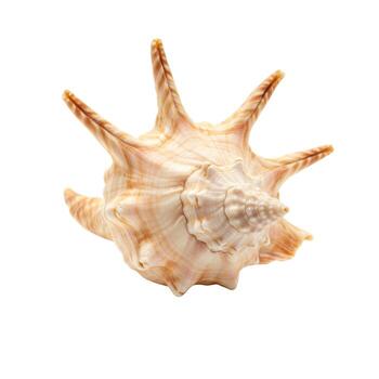 Isolated close up of a spider conch seashell with pointed projections on a plain white background photo