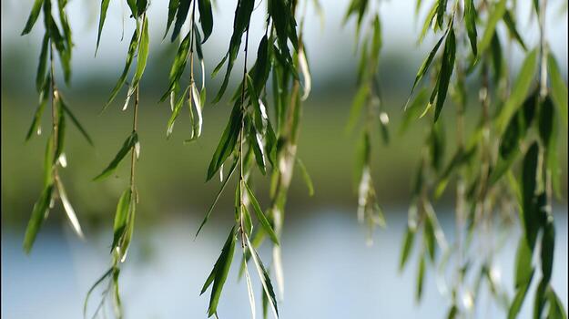 Soft Green Willow Leaves Gently Swaying Over Blue Water Background. photo