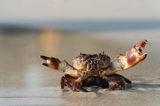 Close-Up View of a Vibrant Crab with a Detailed Shell and Claws on a Shimmering Sandy Beach at Sunrise photo