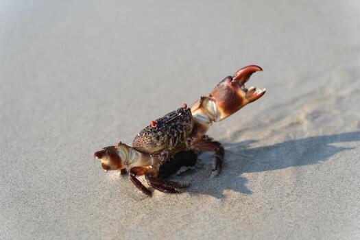 Close-up of a vibrant crab on sandy beach with clear sunlight highlighting its unique features and shadow interplay on wet sand surface photo