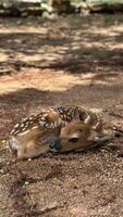 Young fawn resting outdoors on sunny day in nature concept of wildlife conservation, animal sanctuaries, nature magazines photo