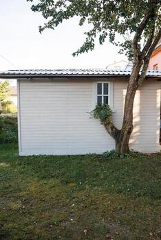 A white wooden structure with a window stands near a split trunk tree. Grass covers the ground, and an orange building is partially visible on the right. photo