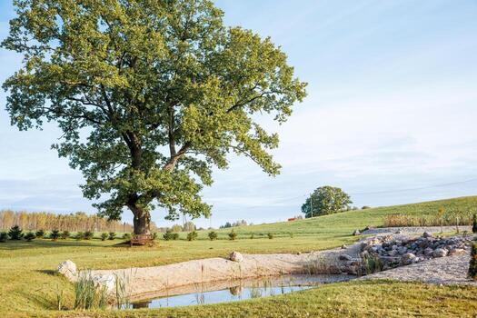 A large oak tree near a pond bordered by rocks and reeds, with a wooden bench beneath its branches. Open grassy fields and scattered trees surround the area. photo
