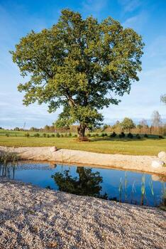 A large tree with green leaves stands in an open field near a clear pond with a gravel edge, surrounded by grass, smaller trees, and shrubs under daylight. photo