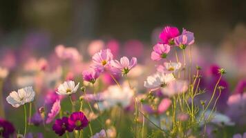 delicado cosmos flores floración en dorado hora luz de sol con suave Bokeh. video