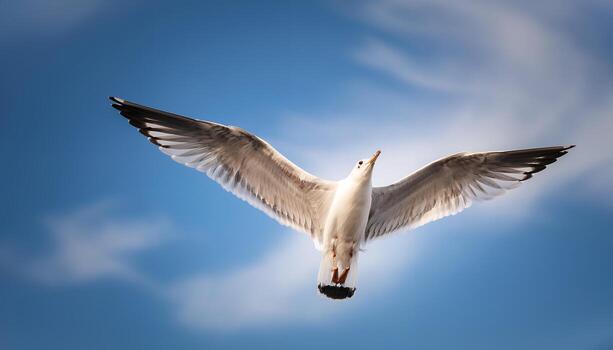 Seagull in Flight A Majestic Display of Freedom and Grace photo