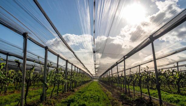 Hail netted orchard canopy pattern soft light roomy sky wallpaper background representing agricultural protection detail suitable for rural landscape design photo