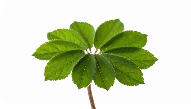 antena calibre hojas ligeramente avivado aislado en blanco limpiar estudio macro técnico antecedentes con Copiar espacio para calibración reparar catalogar y Ingenieria diseño foto