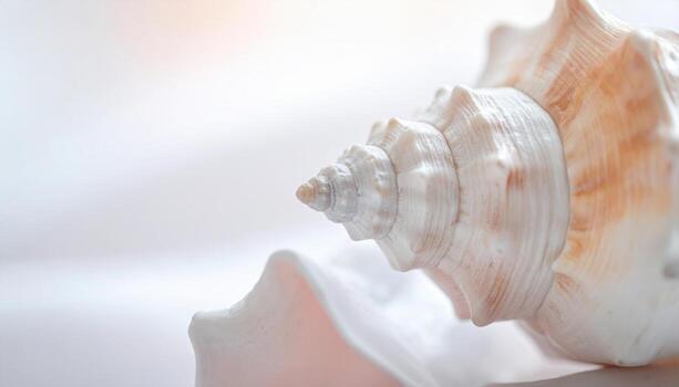 Muted seashell fragment with satin chalk surface soft gradient and copy area above calm nature texture background for coastal decor branding and layout photo