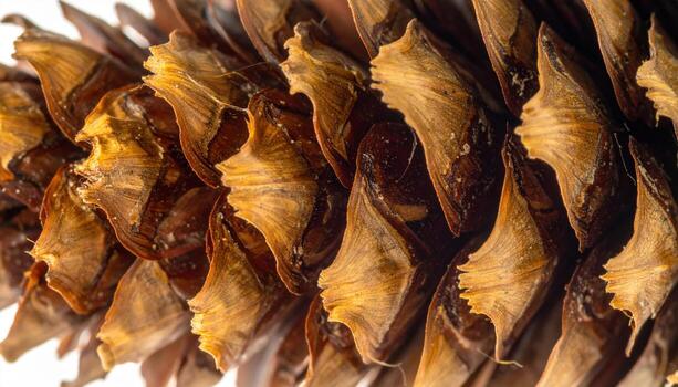 Pine cone scale fragment showing fibers isolated on white clean studio macro with copy space for botanical education decor craft and product listing photo