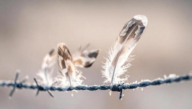 Thin rime feathers on fence wire close focus neutral wall blur right side copy representing winter frost detail suitable for nature education weather and clean design photo