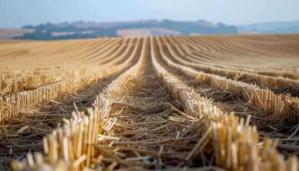 Threshed straw windrows in diagonal lines muted golds open lower copy field representing agriculture pattern suitable for farming editorial mapping and background design photo