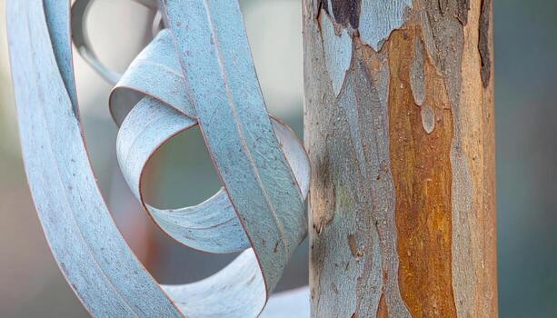 Eucalyptus bark ribbons curling dusty blues and tans calm palette right side copy area representing botanical texture suitable for wellness decor and editorial backgrounds photo