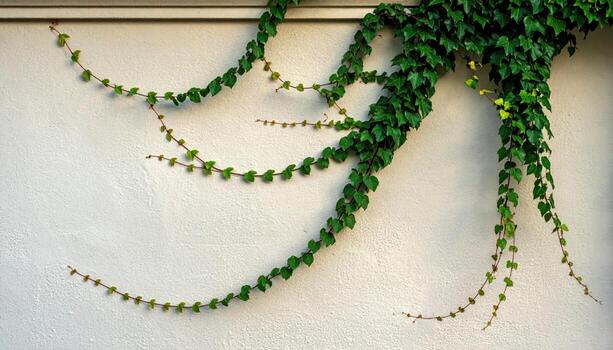 Ivy tendrils climbing pale plaster wall diffuse overcast calm shadows representing botanical facade texture and timeless exterior mood suitable for architecture studies branding backdrops photo