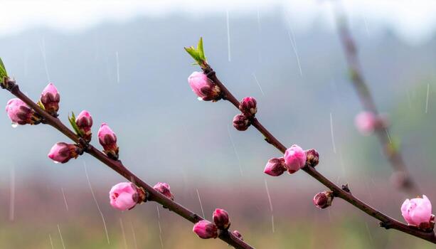 Cinematic orchard photo of peach blossoms turning to tiny fruit beneath a passing rain stripe, wide negative field and hush for gentle spring calm.