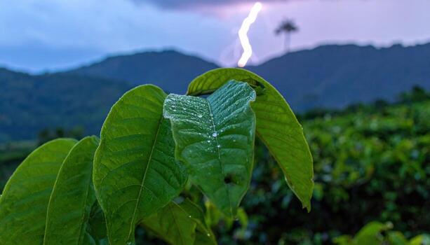 cinematográfico huerta foto de guayaba hojas con multa niebla a la deriva al otro lado de, distante tormenta resplandor definiendo silueta capas para suave tropical calma.