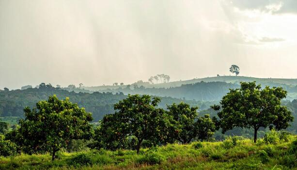 cinematográfico cresta foto de guayaba arboles en un cresta, monzón cortinas lejos lejos, ancho negativo campo y amable calina para espacioso tropical calma.