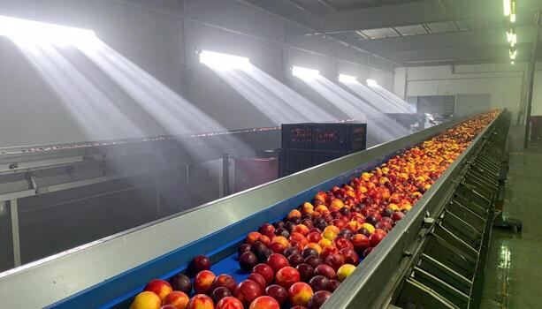 Cinematic industrial photo of a stone fruit sorting line in a fogged packhouse, beam lights drawing cones through moisture for clean production mood.