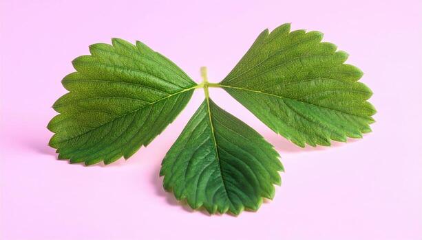 Studio still life of strawberry calyx leaves isolated as graphic shapes on a pastel background, precise edge light and clean minimal composition. photo