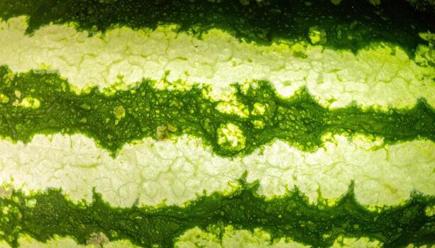 Studio macro of watermelon rind with alternating dark and light bands under controlled crosslight, bold texture and clean modern culinary detail. photo
