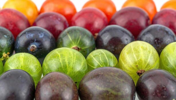 Bignay berries forming a ripeness color gradient left to right on a matte quiet background refined food still life for editorial wellness and natural branding photo