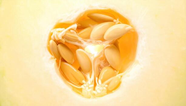 Cantaloupe seed cavity sculpted into a clean oval creamy hues with soft center glow refined cross section for editorial menus wellness and modern branding photo