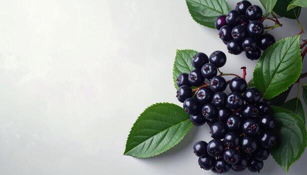 Black chokeberry aronia clusters on dove grey with subdued contrast ideal wallpaper for editorial typography wellness features and modern food branding backgrounds photo
