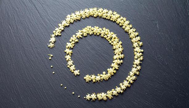 Elderberry umbels simplified to dotted arcs on matte slate with shallow depth refined botanical still life for editorial nature and quiet design layouts photo