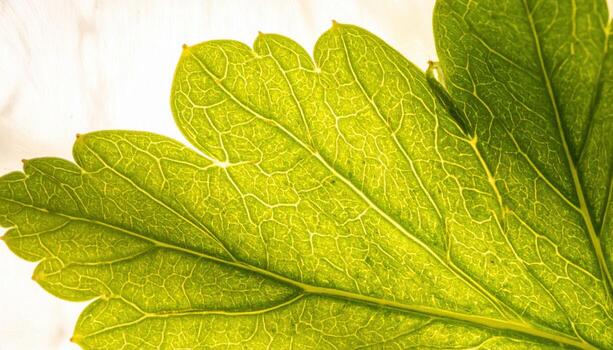Gooseberry veins backlit to a soft glow on frosted acrylic with quiet edges refined cross section study for editorial food science and clean design photo