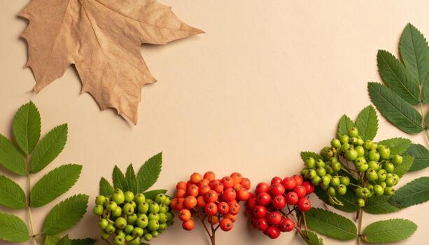 Rowan sorbus clusters in a spare zigzag on paper ash cool neutrals that support text overlays refined botanical layout for editorial and design photo