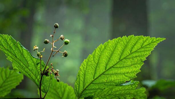 Thimbleberry leaves frame sparse fruit on muted forest green low contrast for typography friendly editorial nature stories and calm background design photo