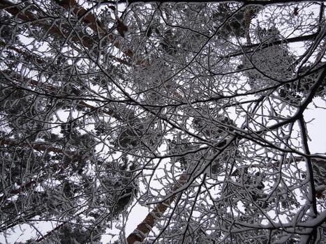 Pattern Of Trees Branches Covered With Snow Bottom Point Of View photo