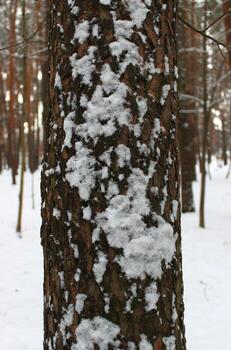 Trunk Of Pine Tree With Snow Patches After Snowfall At Morning photo