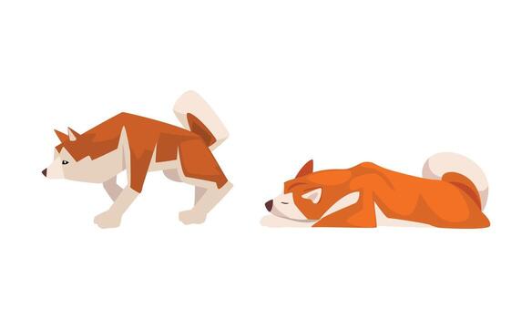 Shiba Inu as Japanese Breed of Hunting Dog with Ears and Curled Tail in Standing and Lying Pose Set vector